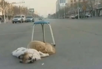 เรื่องนี้โคตรเศร้า หมาเพื่อนรักนอนกอดศพหลังโดนรถชน